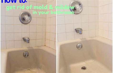 clean mold  shower