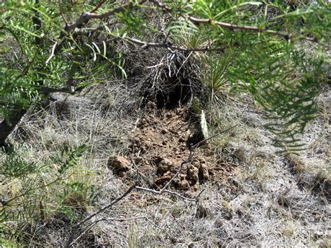 burrowing    dug burrows   tra flickr