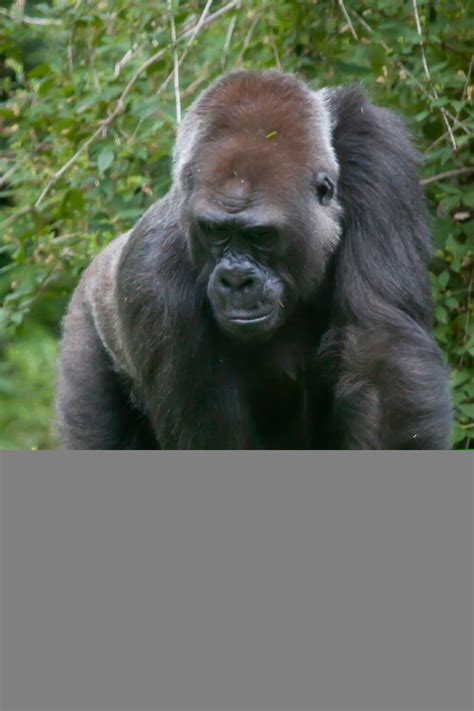 jeff finkelstein photography gorilla cheetah zoo customer paradigm