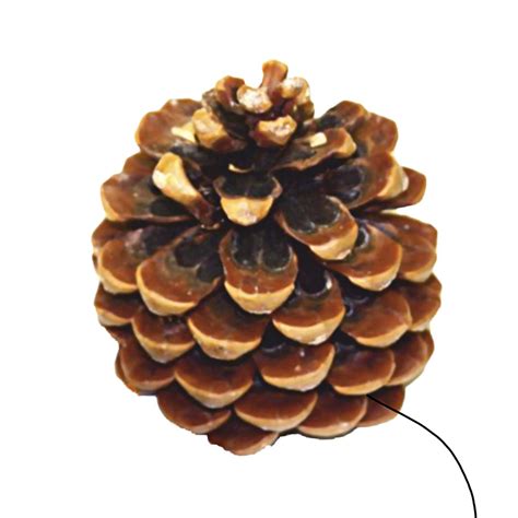 pinus pinea zapfen   cm natur mit drahtgabel