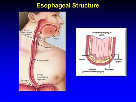 esophagus esophageal structure prezentatsiya onlayn