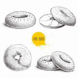 Bagel Bagels Illustrations Vector Clip Illustration Drawn Sketch Hand Stock Isolated Sesame Set Style Graphics sketch template