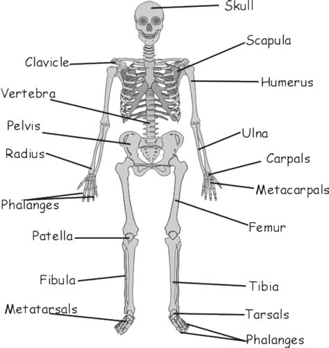 gcse biology  skeleton   function