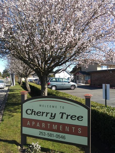 Cherry Tree Apartments Apartments Lakewood Wa