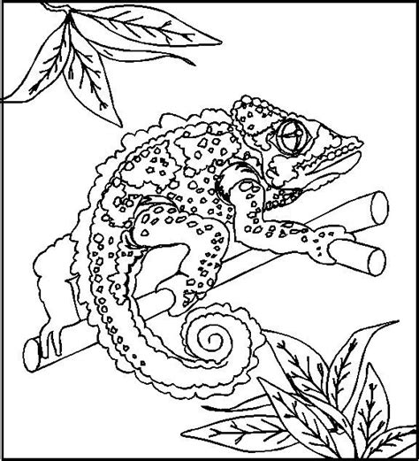 reptile coloring pages  coloring pages  kids cute lizard