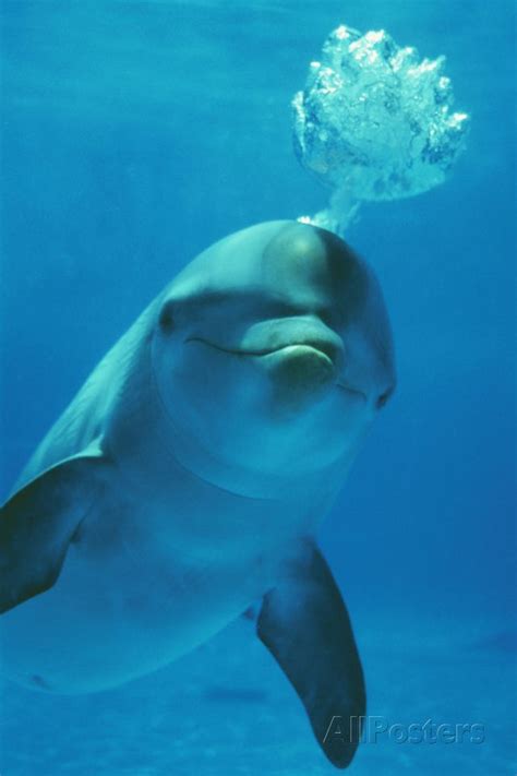 bottlenose dolphin blows bubbles  blow hole photographic print  allposterscom bottlenose