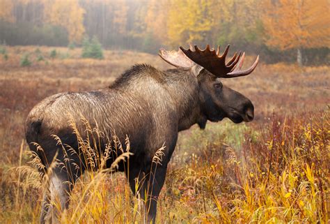 sharply reduced vermont moose hunt  preliminary approval