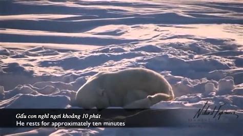 cái chết của gấu bắc cực youtube