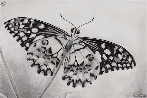 butterfly drawings  ai