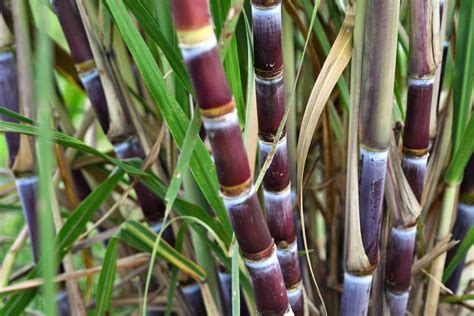 sugar cane plant care growing guide