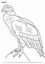 Condor Andean Drawing Draw Step Dibujo Dibujar Dibujos Para Colorear Tutorials Cómo Birds Drawingtutorials101 Tutorial Drawings Tablero Seleccionar Vultur Gryphus sketch template