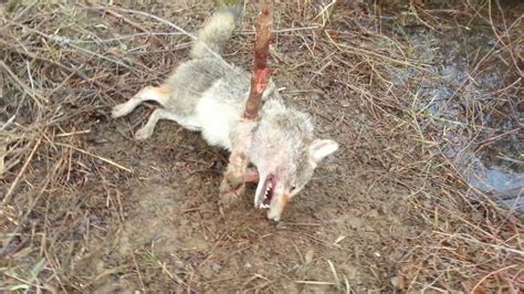 coyote snare trapping youtube