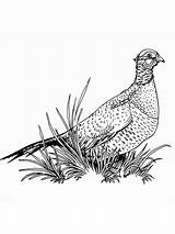 Pheasant Coloring Pages Drawing 4kb 1000px Birds Getdrawings Print Recommended sketch template