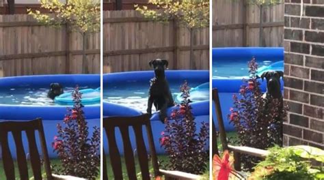 un chien en train de s éclater dans une piscine se fait griller par son