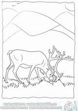 Coloring Pages Real Animal Life Realistic Reindeer Getcolorings Getdrawings sketch template