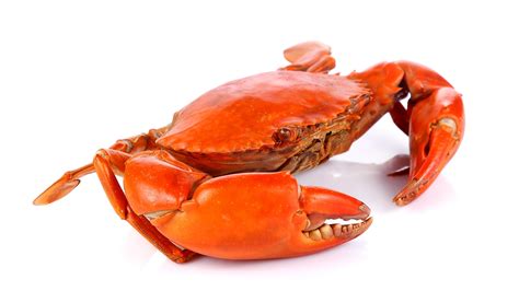 storming crab offer  save  jlcatjgobmx