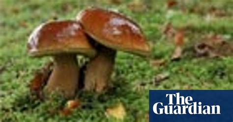 Edible Mushrooms Food The Guardian