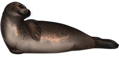 seal png images