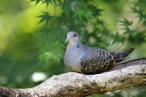 canon bird branch project biodiversity initiatives bird photo guide oriental turtle dove