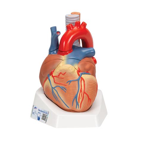 anatomy heart heart anatomy video medical video library coronary arteries supply blood