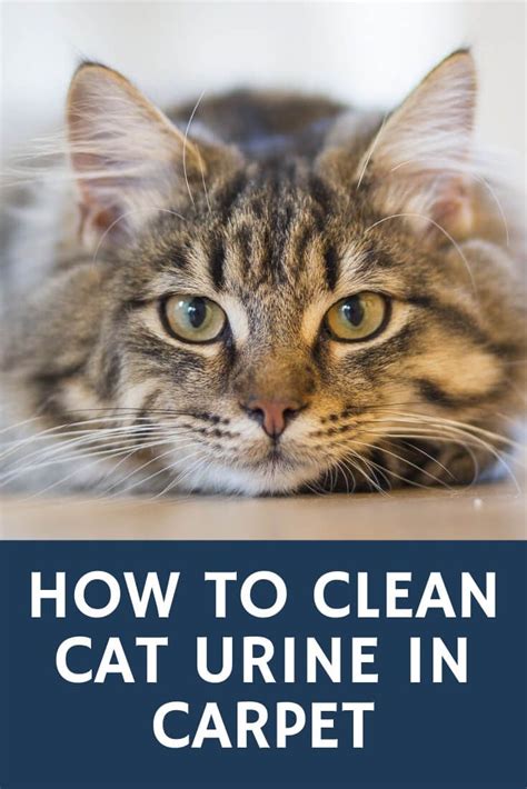 clean cat urine  carpet johns chem dry  whatcom county