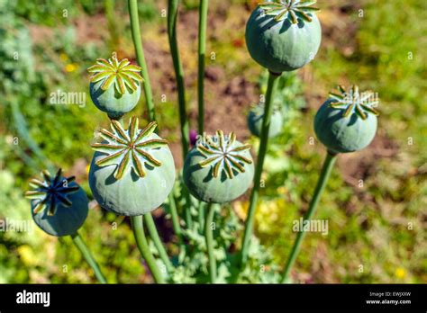 poppy seed heads opium drugs war  drugs heroin stock photo alamy
