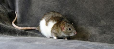 Rat Info Hart Rattery