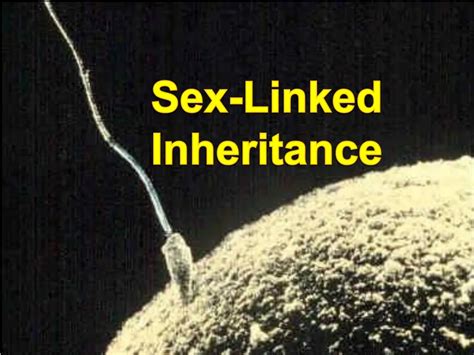 Ppt Sex Linked Inheritance Powerpoint Presentation Free Download
