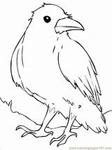 Corvo Colorat Rabe Raven Planse Desene Socke Corbeau Cuervo Pasari Corb Salbatice Ptaki Brawl Malvorlagen Corbul Desenat Coloriage Dibujo Ausdrucken sketch template