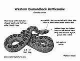 Rattlesnake Diamondback Exploringnature Getdrawings Reptiles sketch template