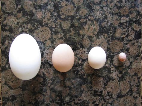 variety  bird eggs kw homestead