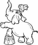 Circus Pages Animals Coloring Elephant Colouring sketch template