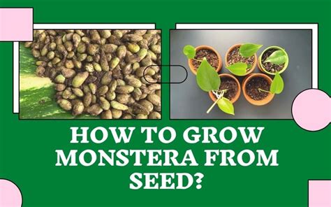 grow monstera  seed easiest fastest