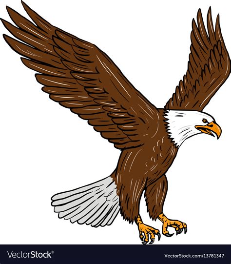 bald eagle flying drawing royalty  vector image
