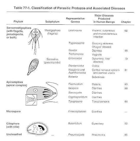 Table 77 1 Classification Of Parasitic Protozoa And Associated