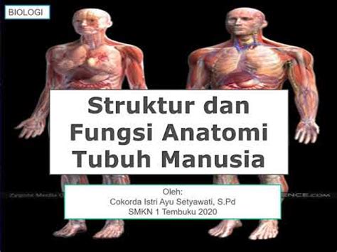 struktur  fungsi anatomi tubuh manusia youtube