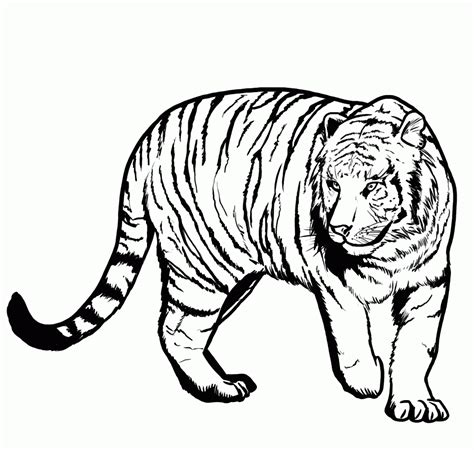 tiger coloring pages coloringpages
