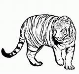 Tiger Coloring Pages Kids sketch template