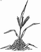 Rice Clipart Plant Coloring Pages Clip Drawing Grass Cliparts Wheat Library Outline Gif Book sketch template
