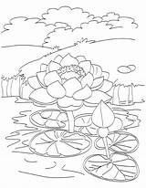 Pond Lotus Coloring Pages Drawing Blooming Kids Fish Printable Outline Flowers Color Getdrawings Getcolorings ดอก ไม Flower Template Easy sketch template