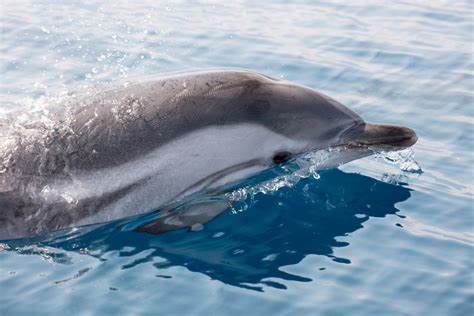 wilde delfine im golf von korinth  foto bild natur tiere delfin