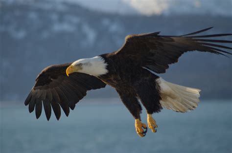 filebald eagle alaska jpg wikimedia commons
