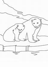 Colorare Bear Orsi Coloring Orso Polare Bears Disegni Pianetabambini Coloringstar Kidsplaycolor Snow sketch template