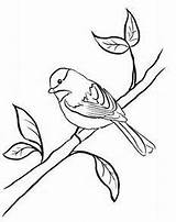 Coloring Pages Chickadee Capped Maine Result State sketch template