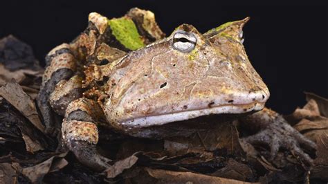 top  weirdest frogs toads frog pets