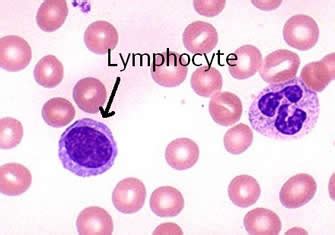 lymphocytes lymphoid cells