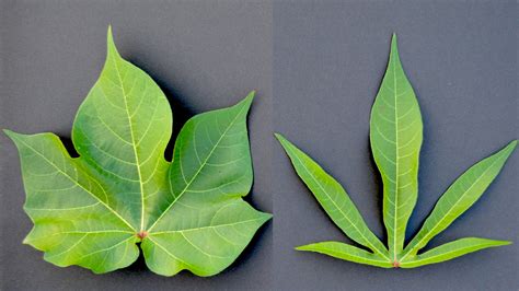 scientists crack  genetic code determining leaf shape  cotton college  agriculture