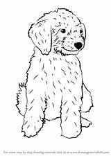 Goldendoodle Mini Draw Coloring Pages Dog Drawing Step Dogs Sketch Template Sketchite Drawingtutorials101 Credit Larger sketch template