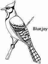 Jay Coloring Blue Bird Pages Drawing Bluejay Clipart Backyard Birds Template Gray Line Drawings Adult Sheets Patterns Quilling Toronto Dessin sketch template