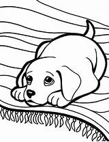 Labrador Coloring Pages Retriever Puppy Golden Lab Drawing Printable Getdrawings Color Getcolorings Print sketch template